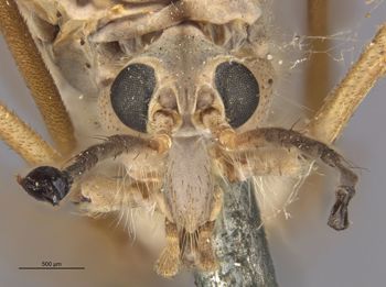 Media type: image;   Entomology 10317 Aspect: head frontal view